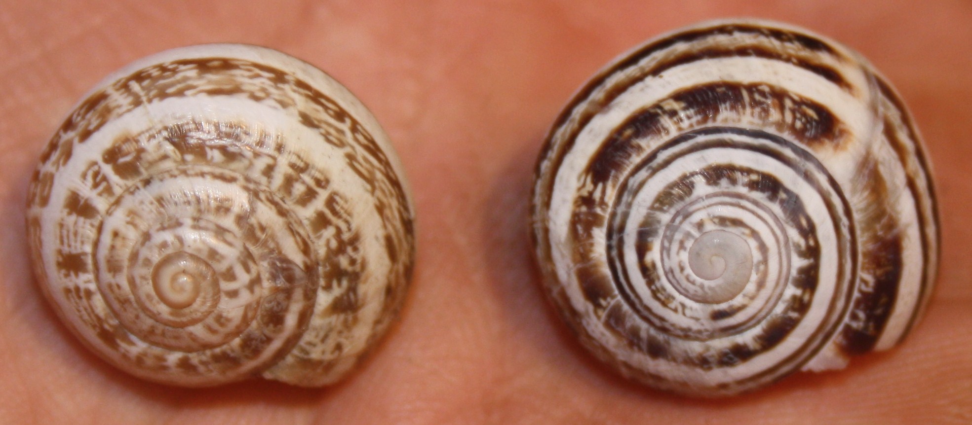Helicidae da identificare
